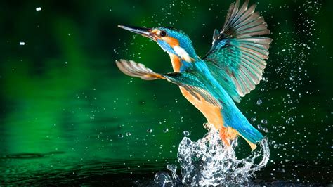 Wallpapers HD 1080p - Ozon4LIFE